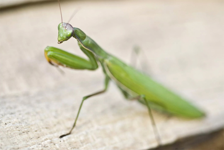 螳螂站立，雙臂準備誘捕獵物
