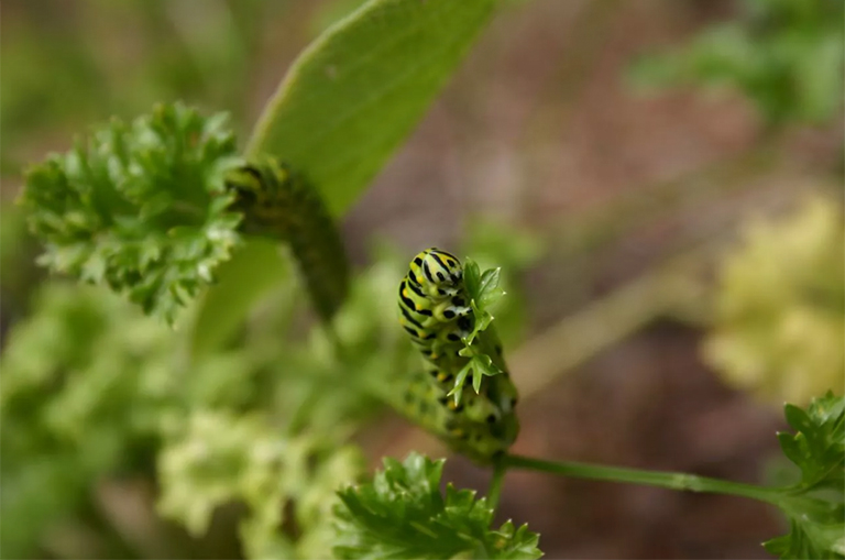 提供毛毛蟲(chóng)寄主植物