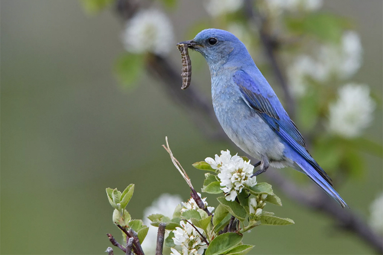使喂鳥(niǎo)器和洗鳥(niǎo)盆遠(yuǎn)離蝴蝶棲息地