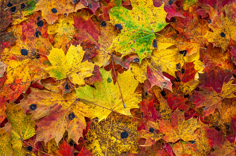 為越冬的蝴蝶和毛毛蟲(chóng)提供遮蓋物