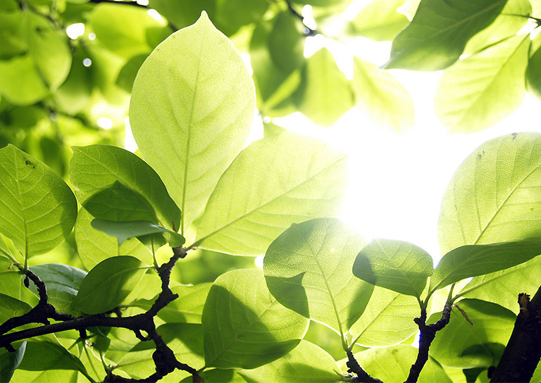 光合作用公式.jpg 光合作用公式