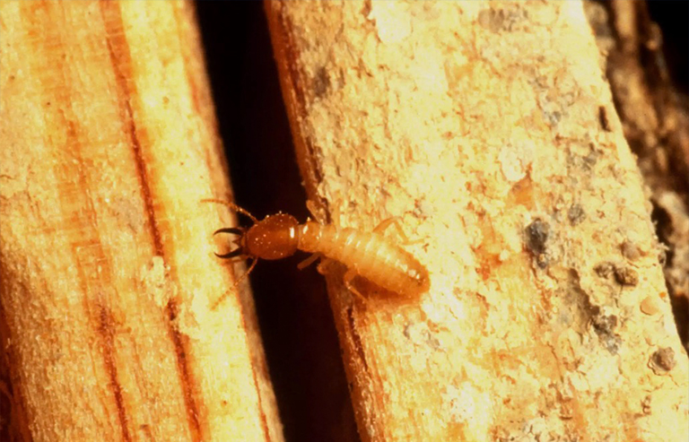 臺灣白蟻地下戰士.jpg 臺灣白蟻地下戰士