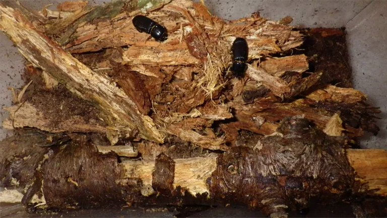 貝斯甲蟲.jpg 貝斯甲蟲