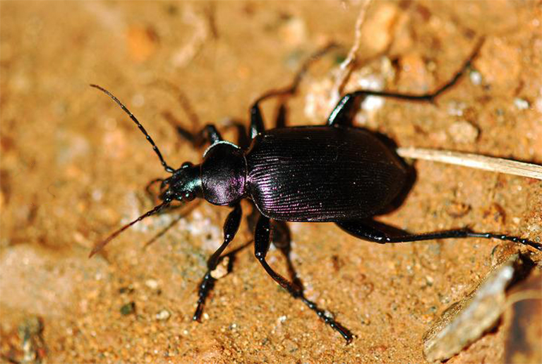 貝斯甲蟲.jpg 貝斯甲蟲