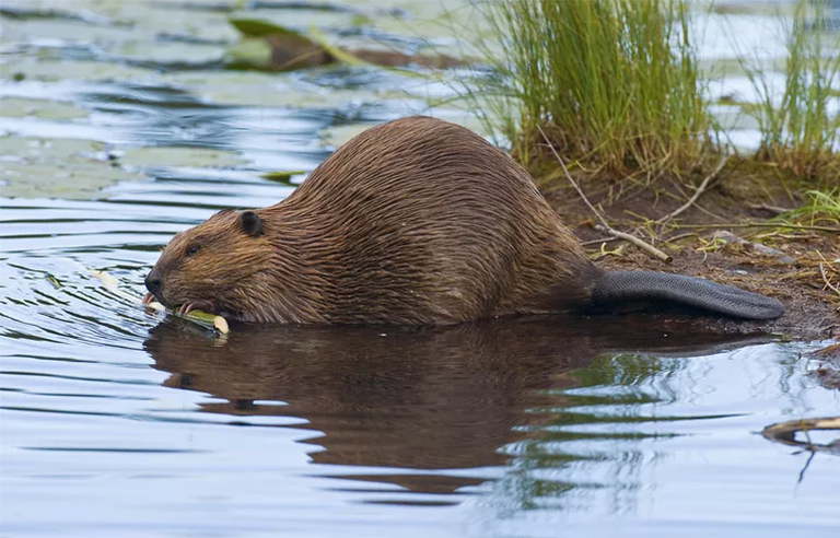 黃石公園.jpg 黃石公園