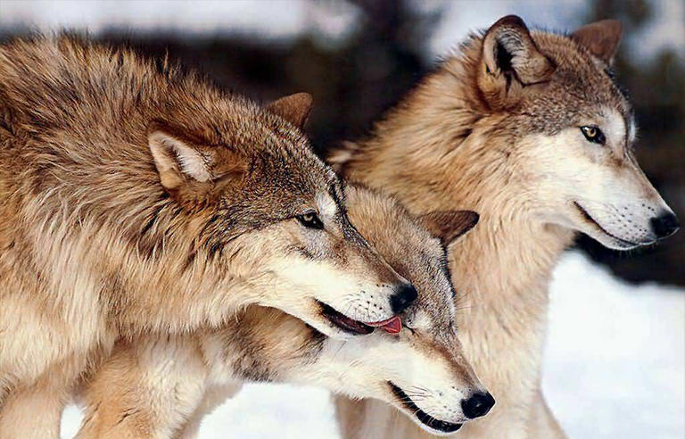 黃石公園.jpg 黃石公園