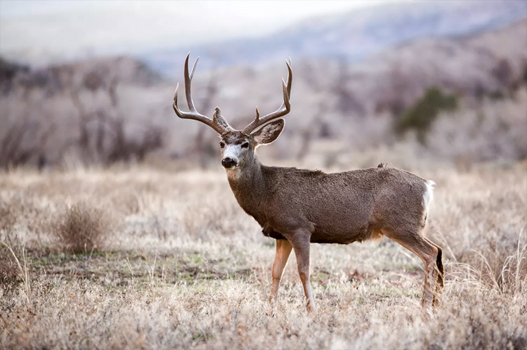 在野外的鹿.jpg 在野外的鹿