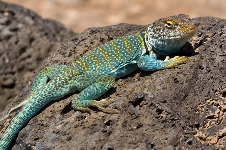 領蜥蜴在一塊巖石上.jpg 領蜥蜴在一塊巖石上