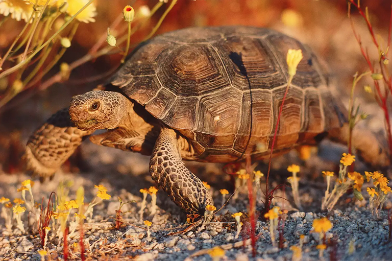 沙漠龜.jpg 沙漠龜