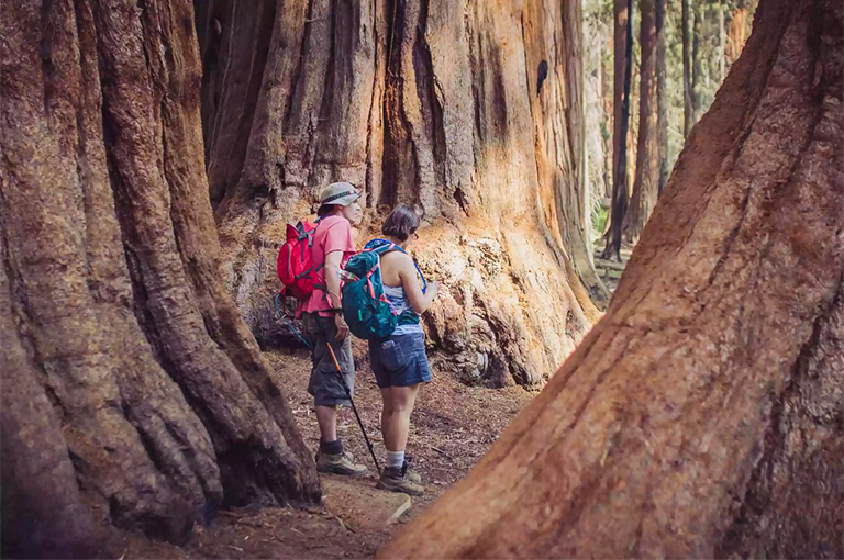 紅杉樹干之間的徒步旅行者幾個.jpg 紅杉樹干之間的徒步旅行者幾個