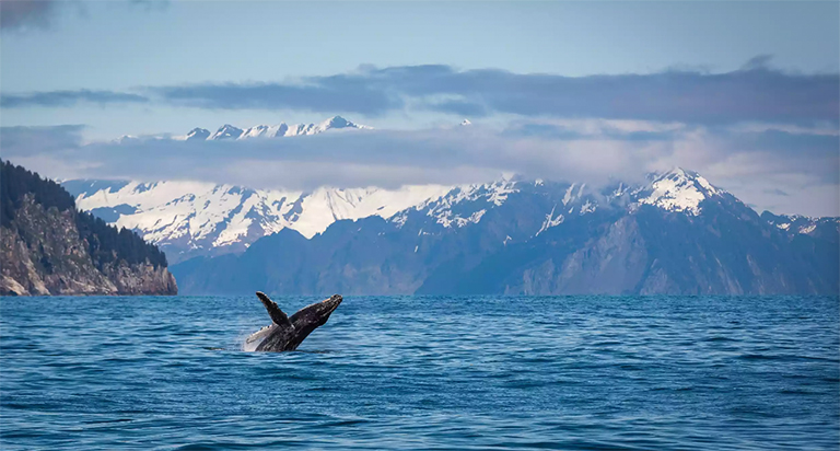 基奈峽灣國家公園.jpg 基奈峽灣國家公園