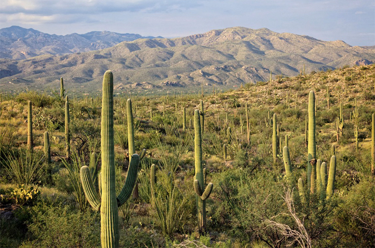 柱仙人掌國家公園.jpg 柱仙人掌國家公園