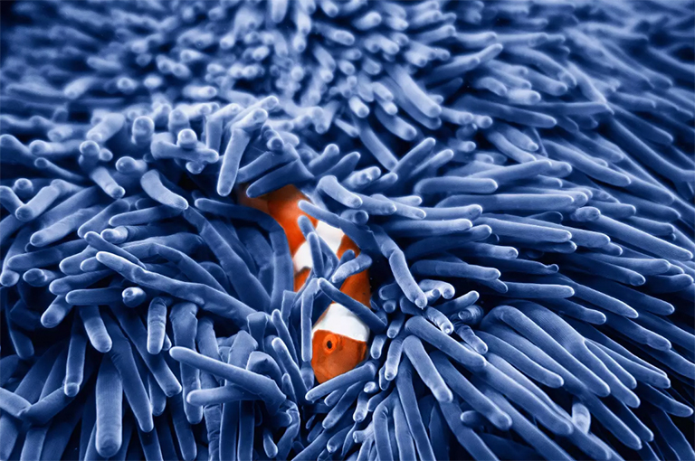 小丑魚(yú)和海葵