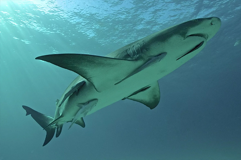 檸檬鯊和Re魚(yú)