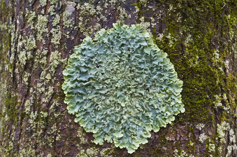 常見(jiàn)的綠盾地衣